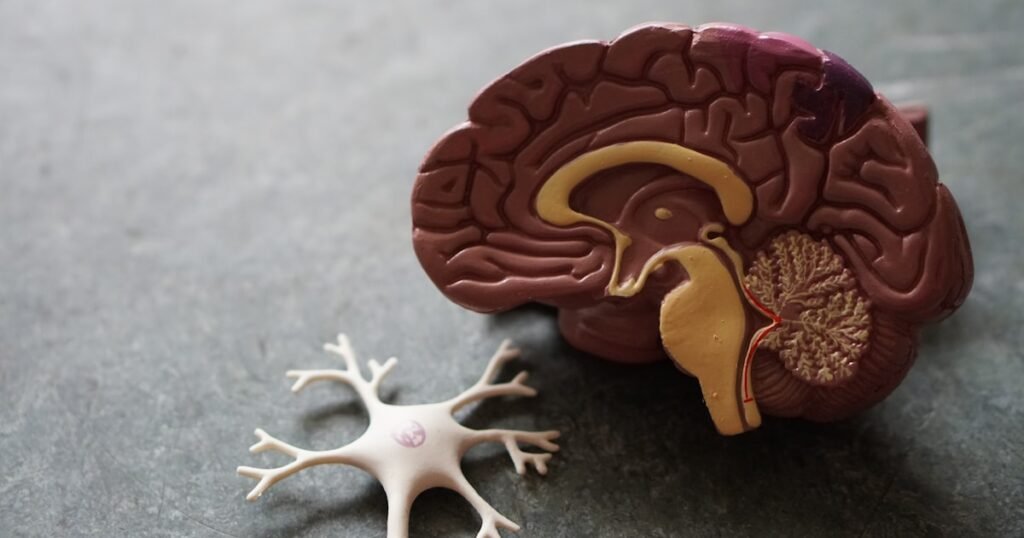 Concussion Recovery: Science-Backed Protocols for Brain Healing