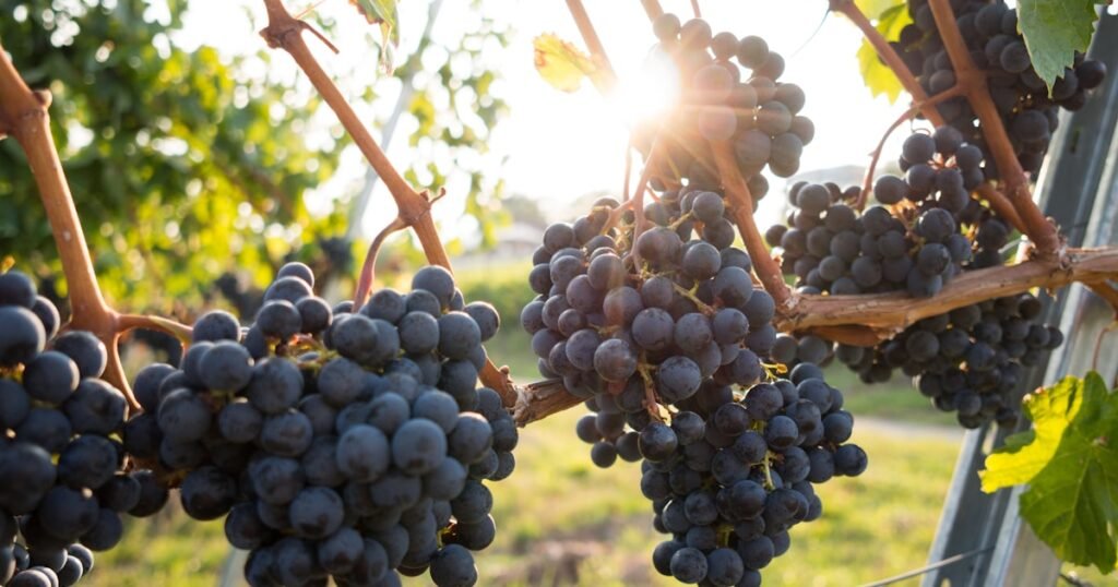 Grape Seed Extract for Colitis: What Clinical Trials Reveal